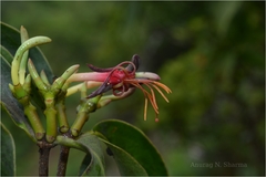 Macrosolen capitellatus